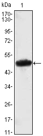 MESP1 Antibody - Figure 1: Western blot analysis using MESP1 mAb against MESP1(AA: 1-200)-hIgGFc transfected HEK293 cell lysate.