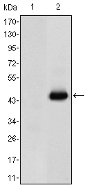 CEA Antibody - Figure 1: Western blot analysis using CEA mAb against HEK293 (1) and CEA(AA: 460-600)-hIgGFc transfected HEK293 (2) cell lysate.