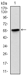 LPlunc1 Antibody - Figure 1: Western blot analysis using LPlunc1 mAb against human LPlunc1 recombinant protein.