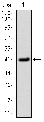 SERPINE1 Antibody - Figure 1: Western blot analysis using SERPINE1 mAb against human SERPINE1 (AA: 194-316) recombinant protein.