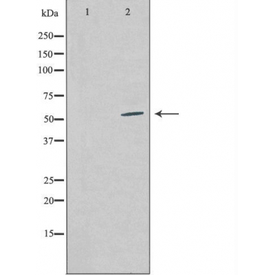 COPS2 Antibody - Western blot analysis of extracts from COS-7 cells using COPS2 antibody.
