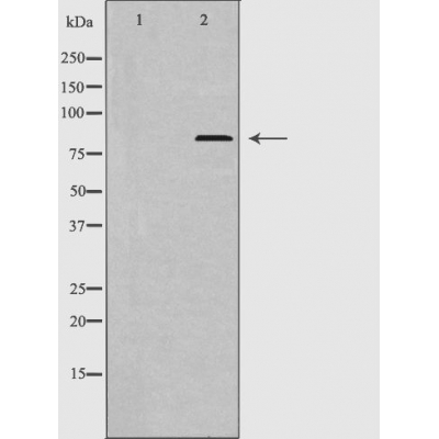 MAPK6/ERK3 Antibody - Western blot analysis of extracts from K562 cells, using p97 MAPK antibody.