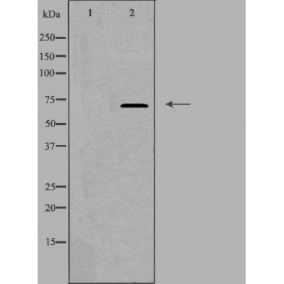Daxx Antibody - Western blot analysis of extracts from 293 cells using DAXX antibody.