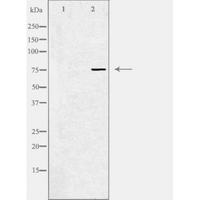 GLB1 Antibody - Western blot analysis of extracts from 3T3 cells, using GLB1 antibody.