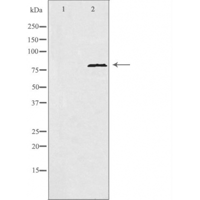 POLI Antibody - Western blot analysis of extracts from HeLa cells, using POLI antibody.
