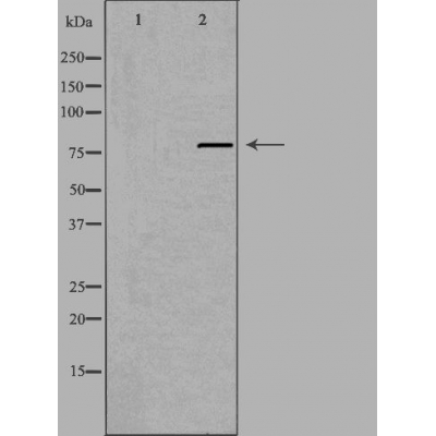 GCF Antibody - Western blot analysis of extracts from RAW264.