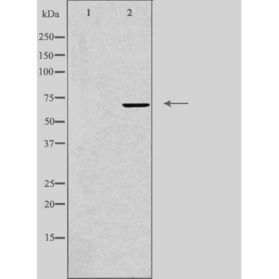 IQCB1 Antibody - Western blot analysis of extracts from K562 cells, using IQCB1 antibody.