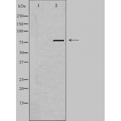 LRP3 Antibody - Western blot analysis of extracts from RAW264.