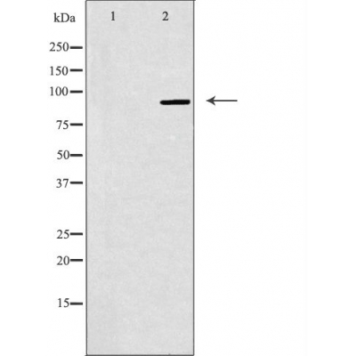 NOC3L Antibody - Western blot analysis of extracts from K562 cells, using NOC3L antibody.