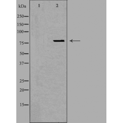 OGFR Antibody - Western blot analysis of extracts from HeLa cells using OGFR antibody.