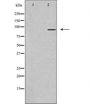 TAS1R3 Antibody - Western blot analysis of extracts from Jurkat cells, using TAS1R3 antibody.