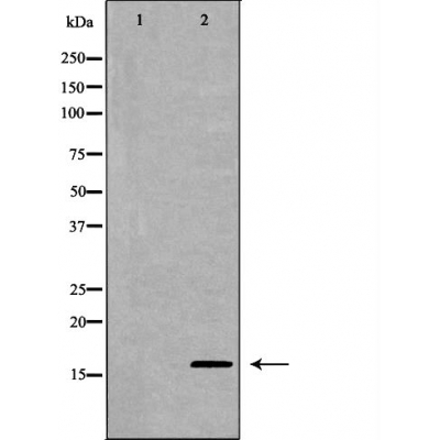 MDK Antibody - Western blot analysis of extracts from SW480 , using MDK antibody.