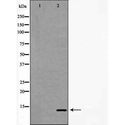 TCL1A Antibody - Western blot analysis of Ramos  lysates using TCL1A antibody.
