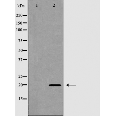 FAIM1 Antibody - Western blot analysis of 293  lysates using FAIM antibody.