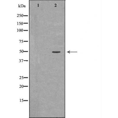 BMP7 Antibody - Western blot analysis of human Prostate tissue  using BMP7 antibody.