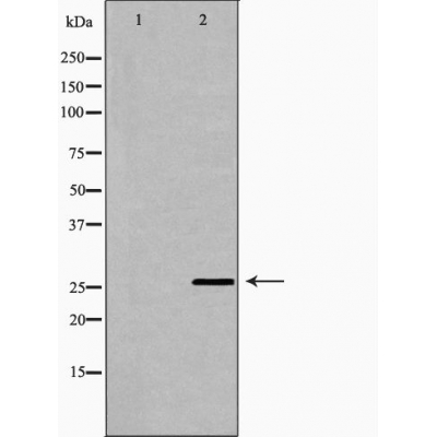 FAM3B Antibody - Western blot analysis of PC-3  lysates using FAM3B antibody.