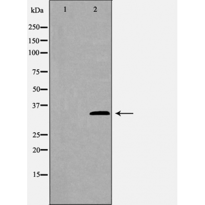GAS2 Antibody - Western blot analysis of Mouse liver tissue lysates, using GAS2 Antibody.