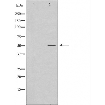SELENBP1 Antibody - Western blot analysis of 721_B  lysates using SELENBP1 antibody.