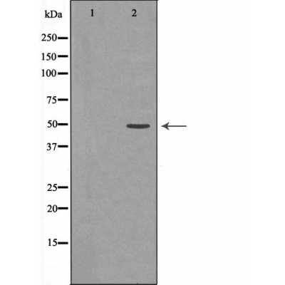 JNK2 Antibody - Western blot analysis of Hela  using JNK2 antibody.