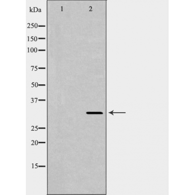 Osteopontin Antibody - Western blot analysis of extracts from HeLa, using SPP1 antibody.