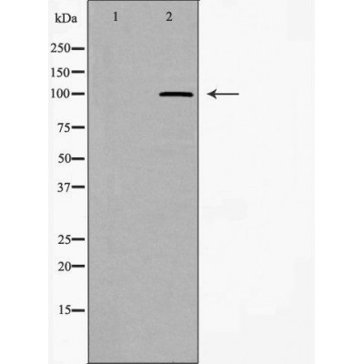 WFS1 Antibody - Western blot analysis of extracts from mouse brain, using WFS1 antibody.