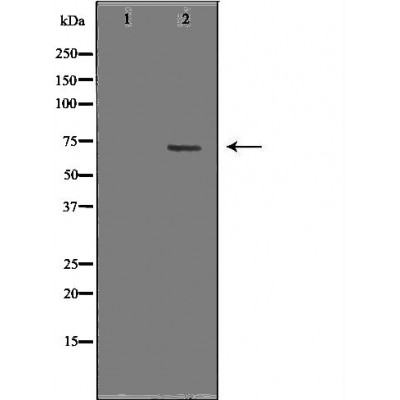 Keap1 Antibody - Western blot analysis of extracts from HepG2, using KEAP1 antibody.