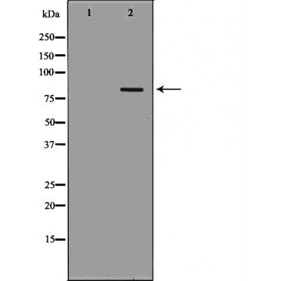 POLH Antibody - Western blot analysis of extracts from A431, using POLH antibody.