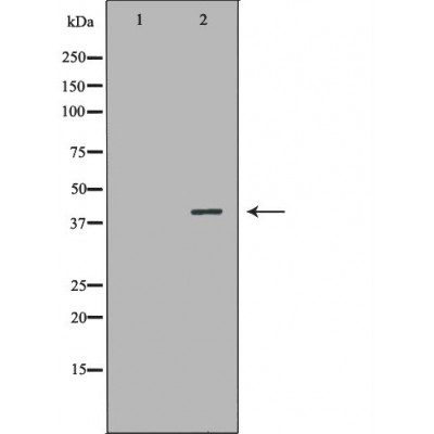 NR1I3 Antibody - Western blot analysis of HepG2 cell lysates, using NR1I3 Antibody.