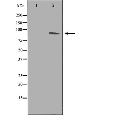 PTP  alpha Antibody - Western blot analysis of HEK293 whole cell lysates, using PTPRA Antibody.