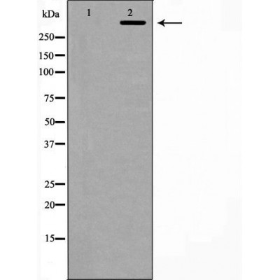 Ki67 Antibody - Western blot analysis of extracts from HeLa, using MKI67 antibody.