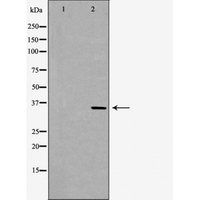 JNK3 Antibody - Western blot analysis of Mouse brain lysates, using MAPK10 Antibody.