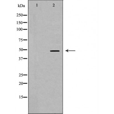 PTEN Antibody - Western blot analysis of extracts from HeLa, using PTEN antibody.
