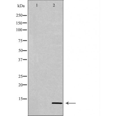 PATE3 Antibody - Western blot analysis of extracts from HeLa, using PATE3 antibody.