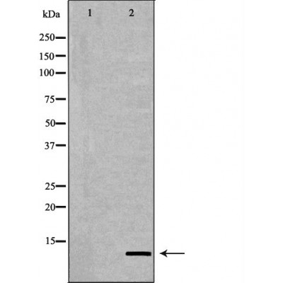 Mono-Methyl-Histone H4 (Lys20)/H4K20me1 Antibody - Western blot analysis of Hela whole cell lysates, using Histone H4K20me1 Antibody.