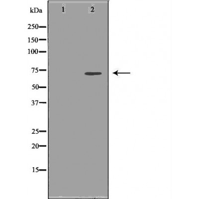 Hsc70 Antibody - Western blot analysis of Hela whole cell lysates, using HSPA8 Antibody.