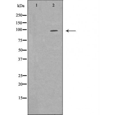 EPB41 Antibody - Western blot analysis of 293T whole cell lysates, using EPB41 Antibody.