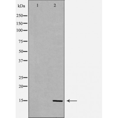 FABP7 Antibody - Western blot analysis of extracts from mouse fetalbrain tissue lysates, using FABP7 antibody.