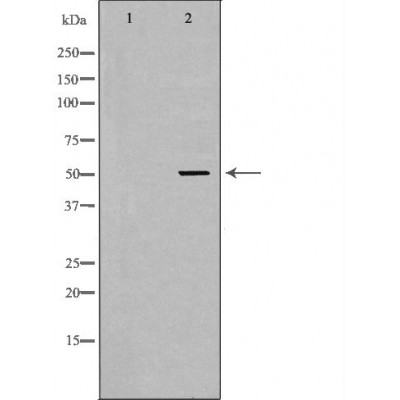 GDF9 Antibody - Western blot analysis of extracts from Sw626 , using GDF9antibody.