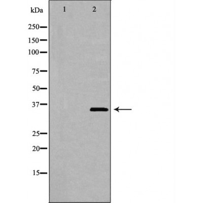 Heme oxygenase 2 Antibody - Western blot analysis of extracts from HepG2 , using HMOX2antibody.