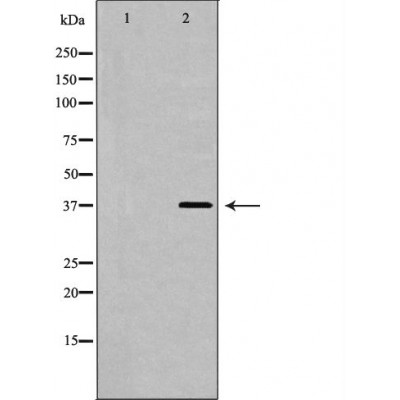 FST Antibody - Western blot analysis of extracts from HepG2 , using FST antibody.