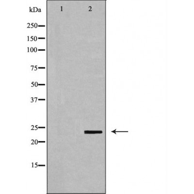 HMGB2 Antibody - Western blot analysis of extracts from RAW264.