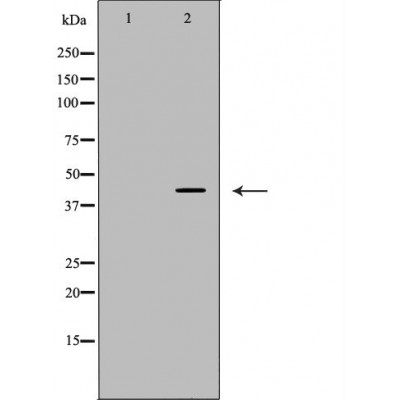 LRPAP1 Antibody - Western blot analysis of HEK293 whole cell lysates, using LRPAP1  Antibody.