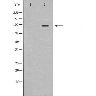 MCM4 Antibody - Western blot analysis of HepG2 cell lysates, using MCM4  Antibody.