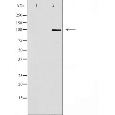 N Cadherin Antibody - Western blot analysis of extracts from U251 , using CDH2antibody.