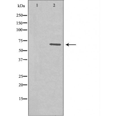 Paxillin Antibody - Western blot analysis of extracts from HeLa ,using PXN antibody.