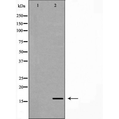 Prealbumin Antibody - Western blot analysis of extracts from mouse serum, using TTR antibody.