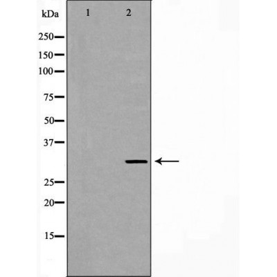PEX19 Antibody - Western blot analysis of A549 whole cell lysates, using PEX19 Antibody.