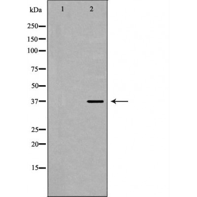 Hsp40 Antibody - Western blot analysis of Hela whole cell lysates, using DNAJB1 Antibody.