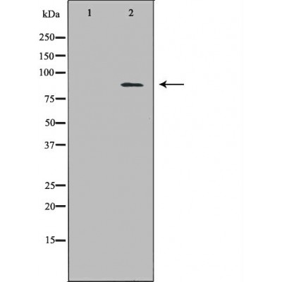 ECE1 Antibody - Western blot analysis of Huvec whole cell lysates, using ECE1 Antibody.