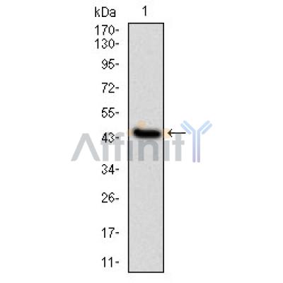 IL1B Antibody - Figure 1: Western blot analysis using IL1B mAb against human IL1B (AA: 126-261) recombinant protein.